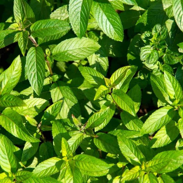 The Perfect Mint: Choosing the Right Varietal for your Cocktails