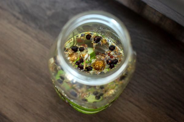 neutral alcohol in a Mason jar with botanical juniper for a dominant juniper taste